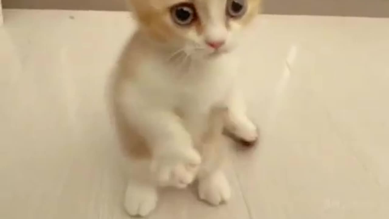 Funny 🐱kitten