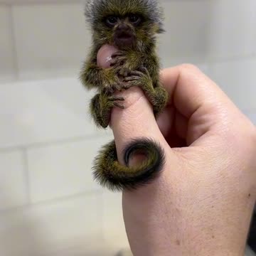 Very cute little manky wow