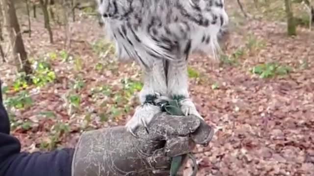 These funny animals