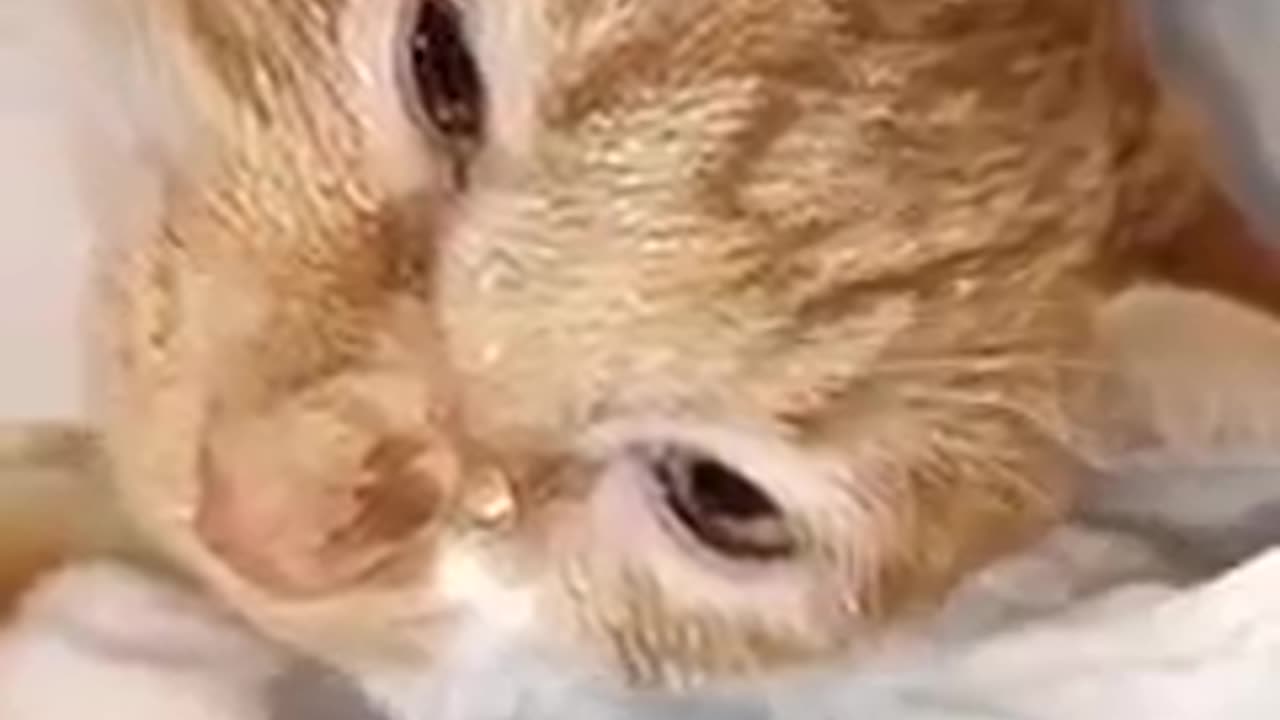 New Funny Animals, Funniest Cats and Dogs Videos 1