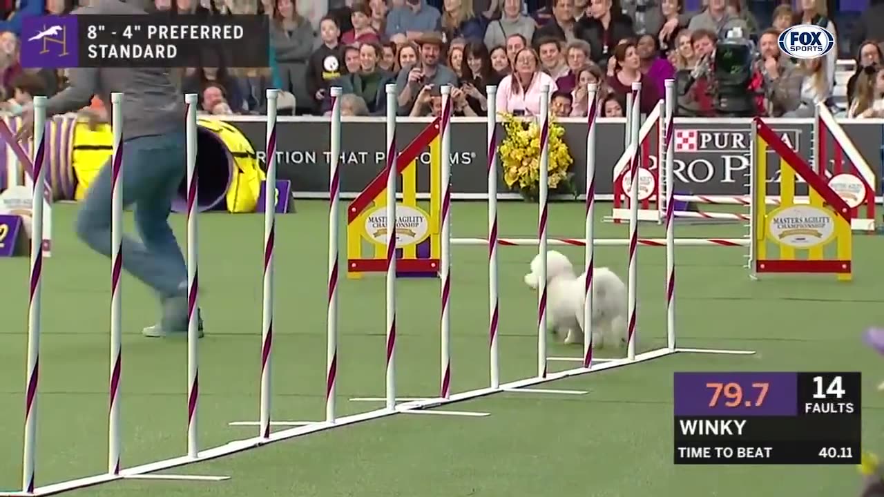 Watch 5 of the best WKC Dog Show moments to celebrate National Puppy Day