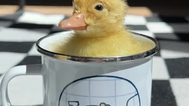 The ducklings are in the cup