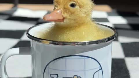 The ducklings are in the cup