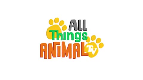 DUCK - Animals For Kids - All Things Animal TV_Cut