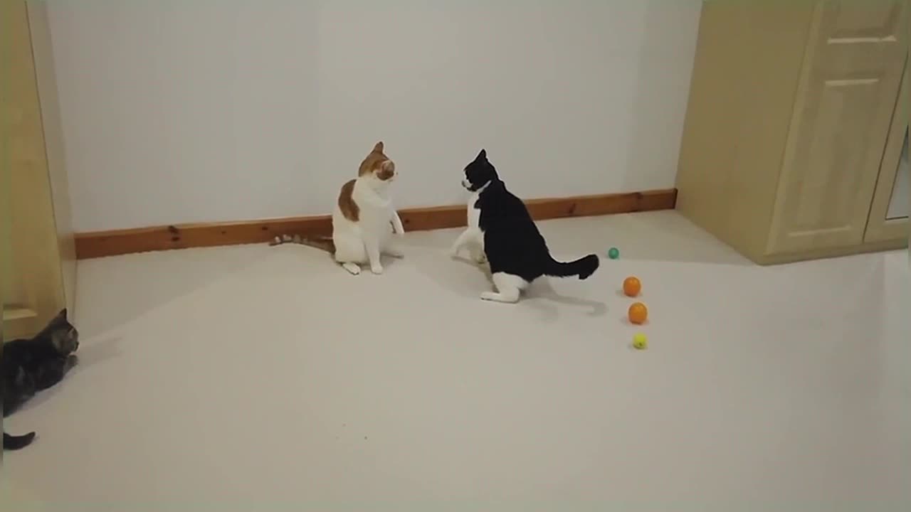 Cats Play Fighting (Compilation)