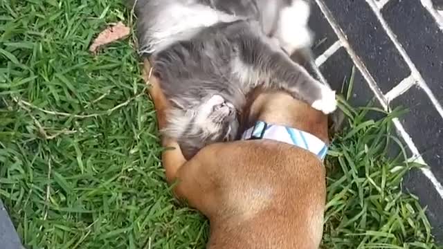 Dog & cat playtime will brighten your day