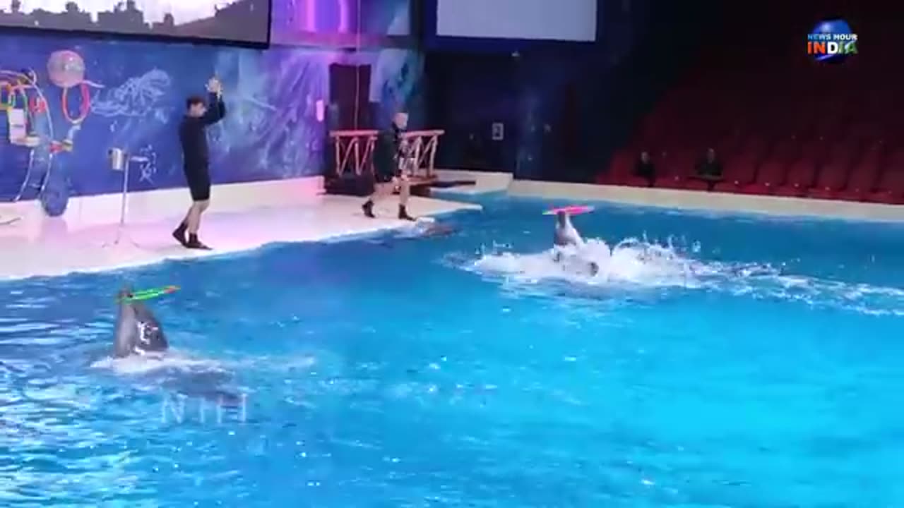 Dolphin Show in Dubai