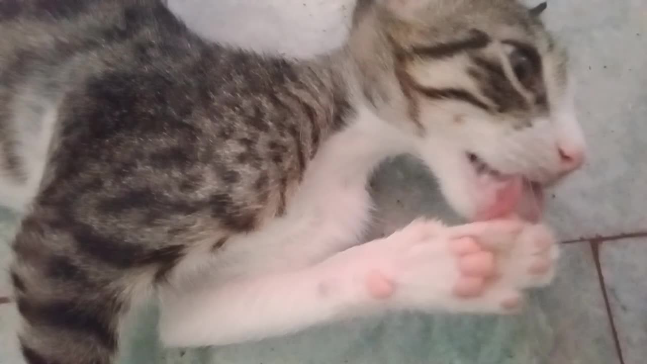 Purrfection Unleashed: The Ultimate Cat Compilation 🐾