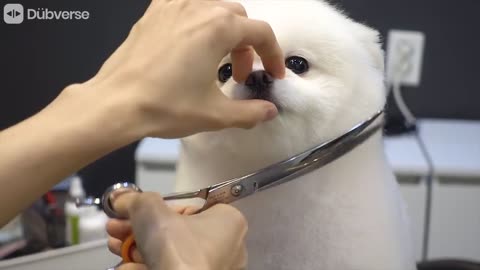 DIG ASMR ✨😁🐕😻