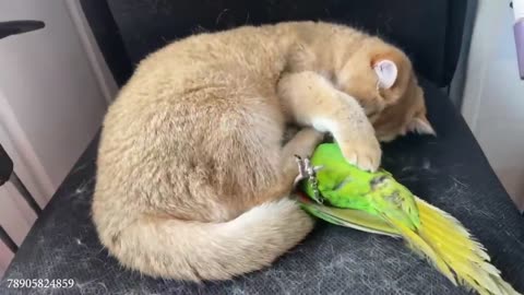 When Cat Is In Love With His Tiny Love Bird!