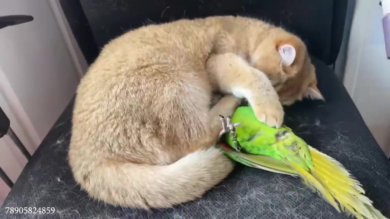 When Cat Is In Love With His Tiny Love Bird!