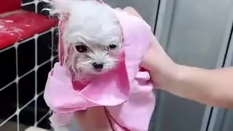 Cats bathing amazing video