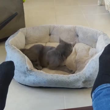 Watch this Crazy Cat. "Squeaky" "