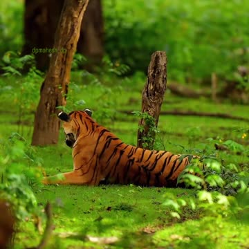 Animal videos, funny animal videos, Cute animal, Pet videos