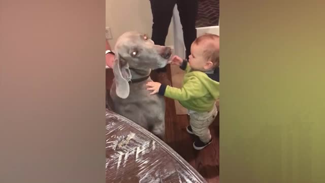 Cute Babies Playing With Dogs Compilation _ Funny Baby And Pets~4