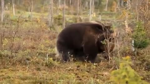 The Best Of Animals Attack 2022-Most Amazing Moment Of Wild Animals Fight