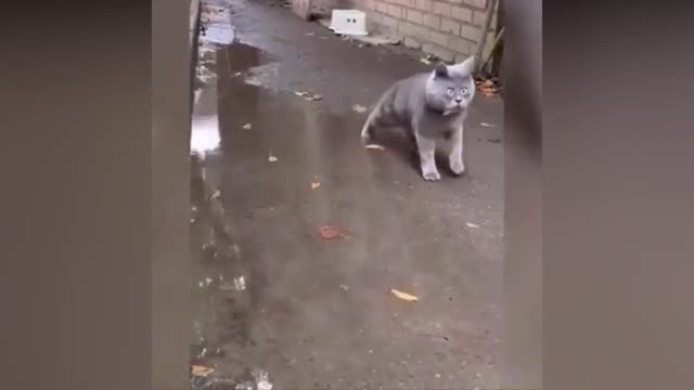 Try not to laugh | funny animal compilation | funny animal videos | funny animal videos #33