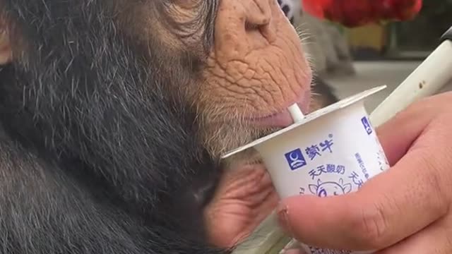 I haven't had yogurt in a while