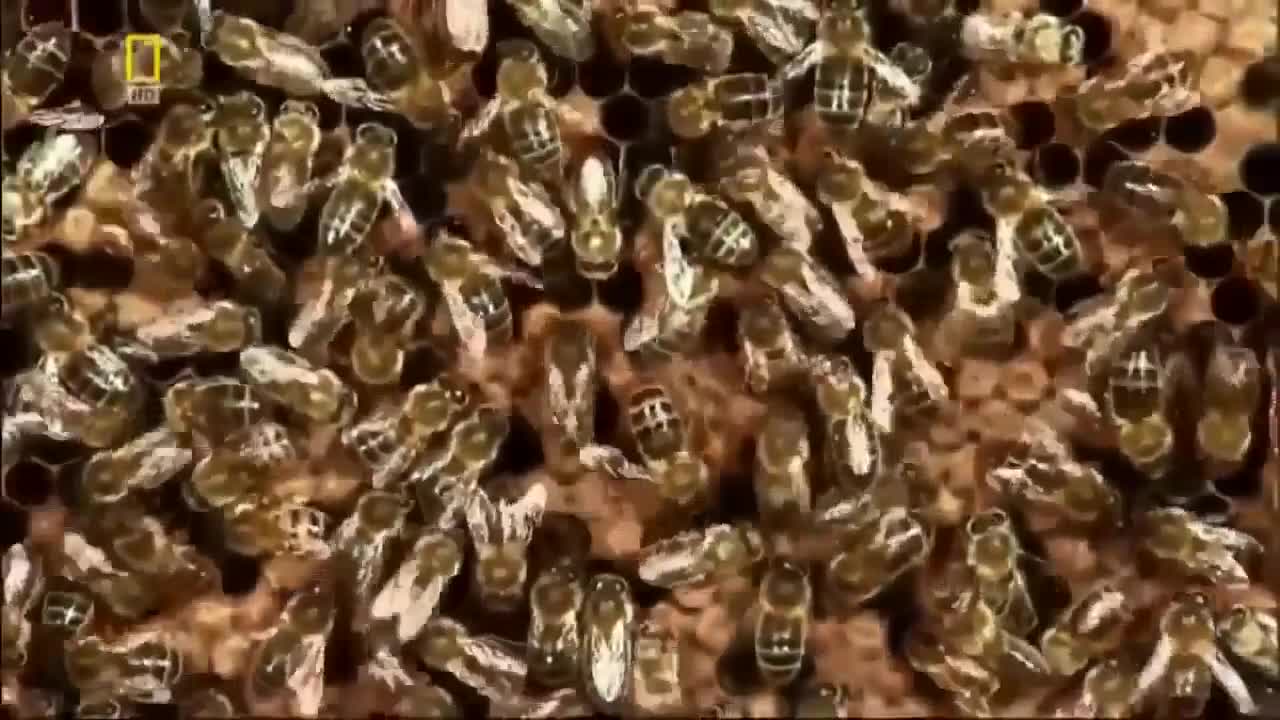 Army of Ants