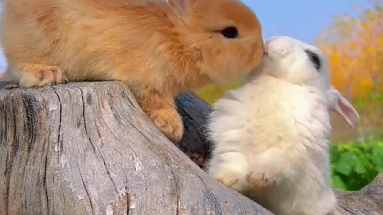 two bunny kissing