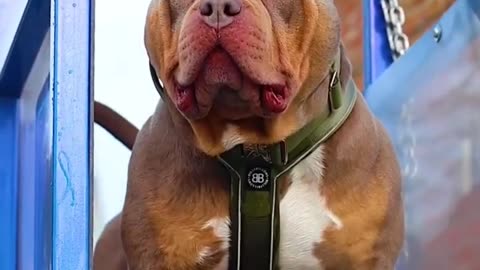 Aggressive dogs