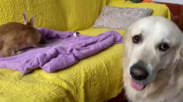 Golden Retriever and Baby Bunnies 7 days old [Friendliest Dog]