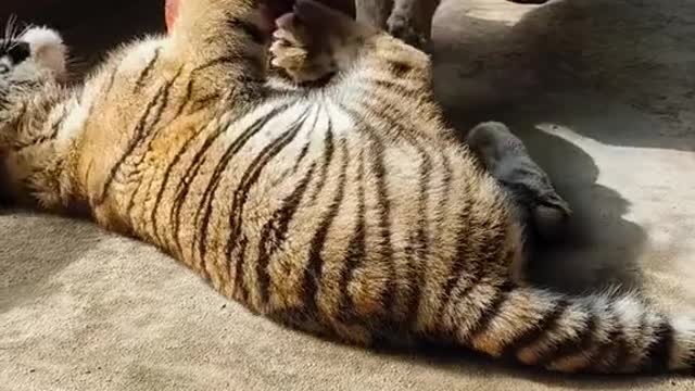 Amur tiger cubs and African lion cubs!