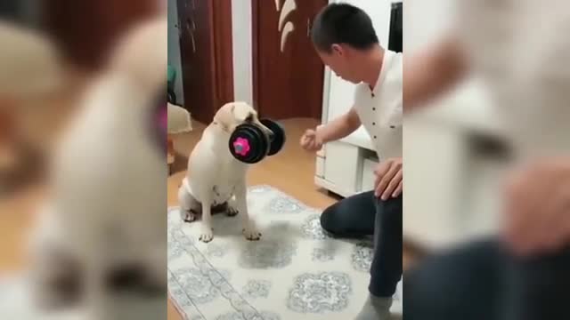 Funny Cats and Dogs Videos Compilation