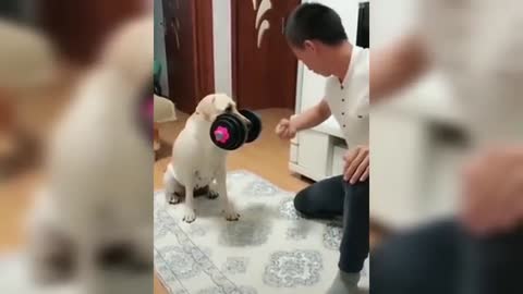 Funny Cats and Dogs Videos Compilation