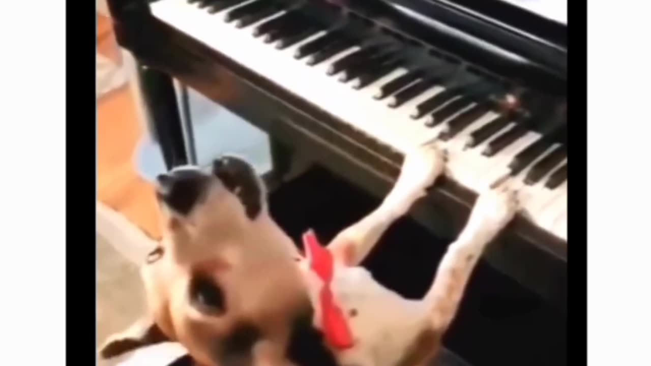 Dog video 🐕 🐶