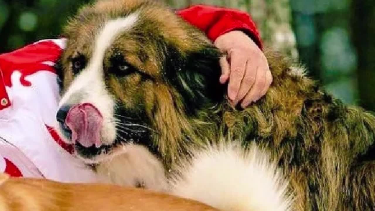 Cute Dogs Russia