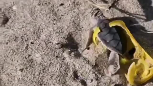 This baby was found like this in the egg chamber