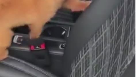 Cute and Funny Dog