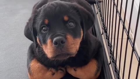#cute dog