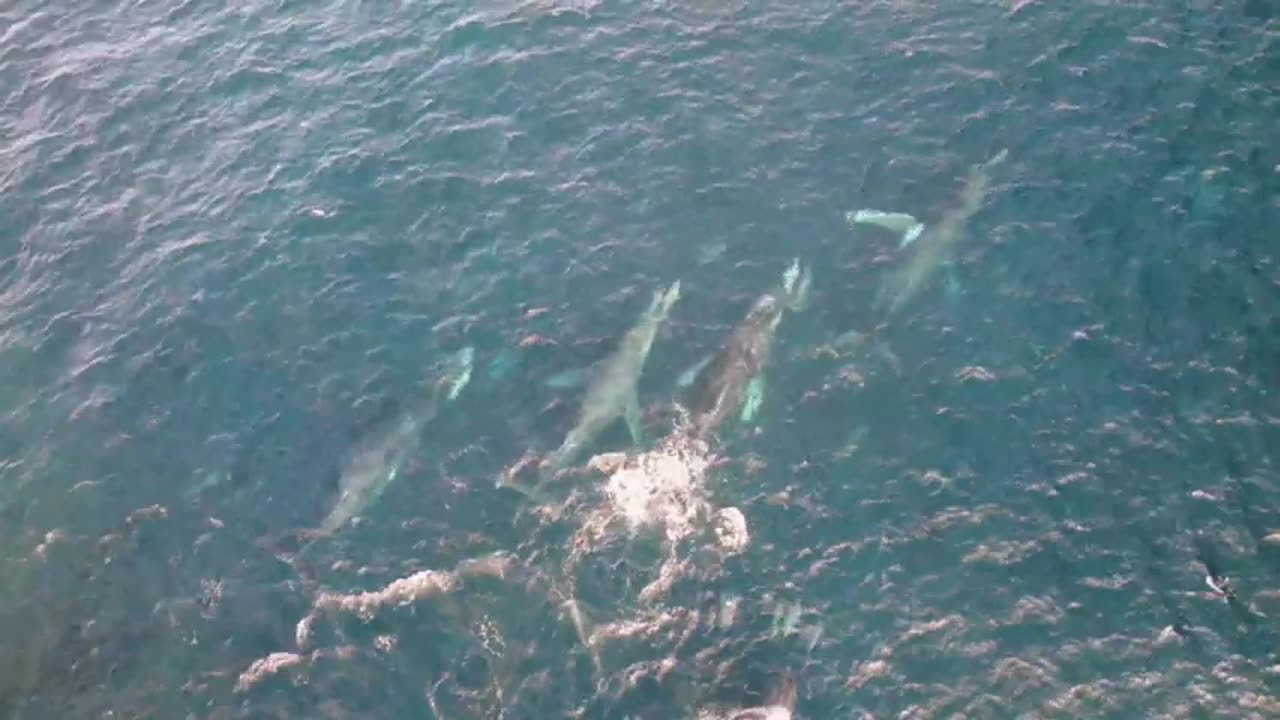 Drone captures cool interaction between whales and dolphins