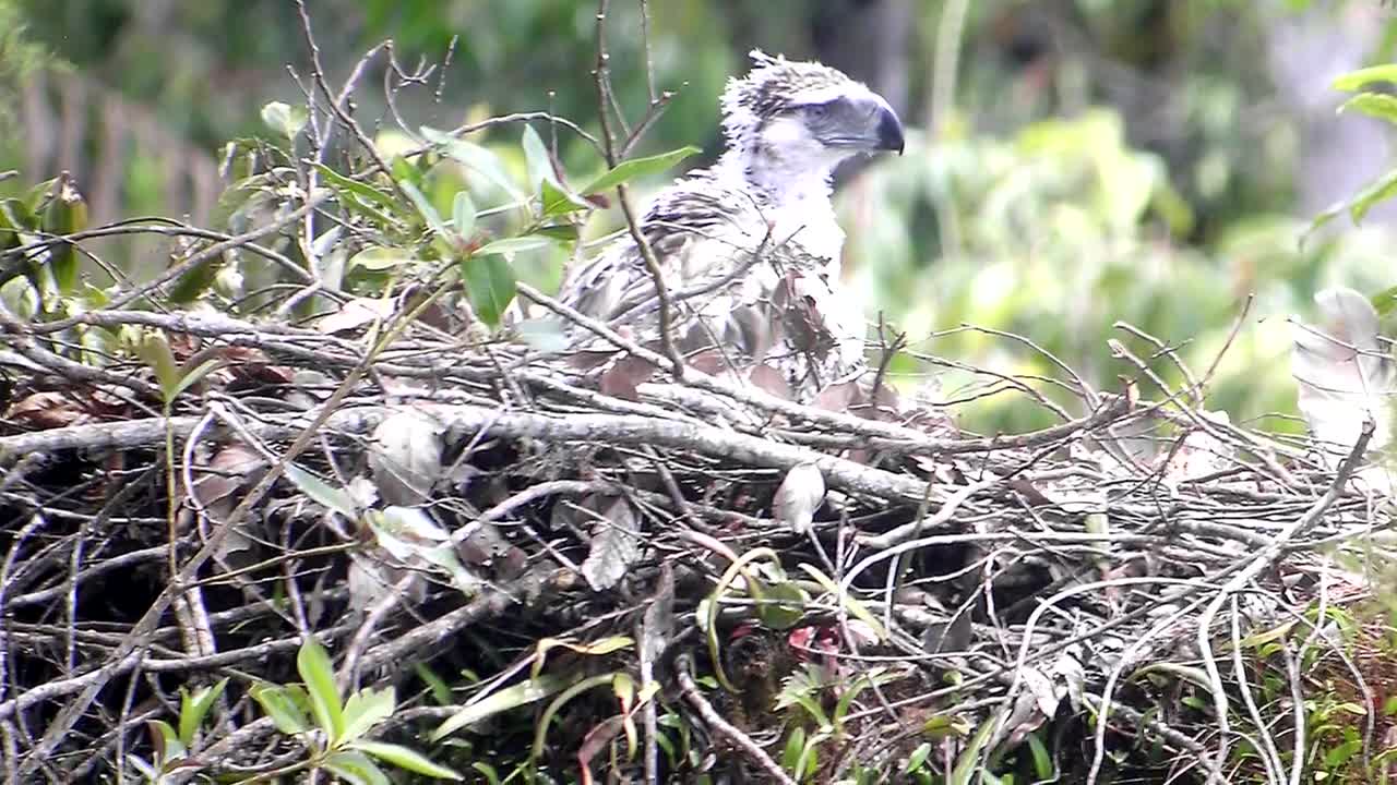 Philippine Eagle Facts: on the BRINK of EXTINCTION 🦅 Animal Fact Files