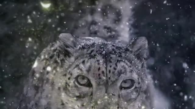 King snow leopard