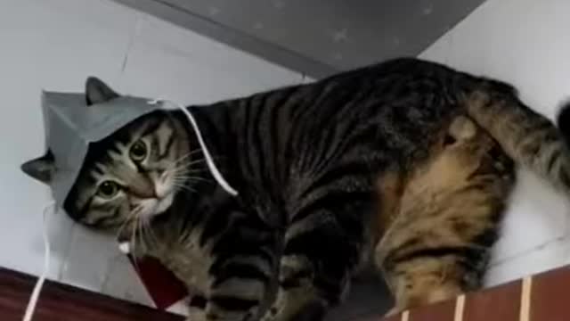 Funny cats being cats | Funny cat videos !