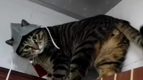 Funny cats being cats | Funny cat videos !