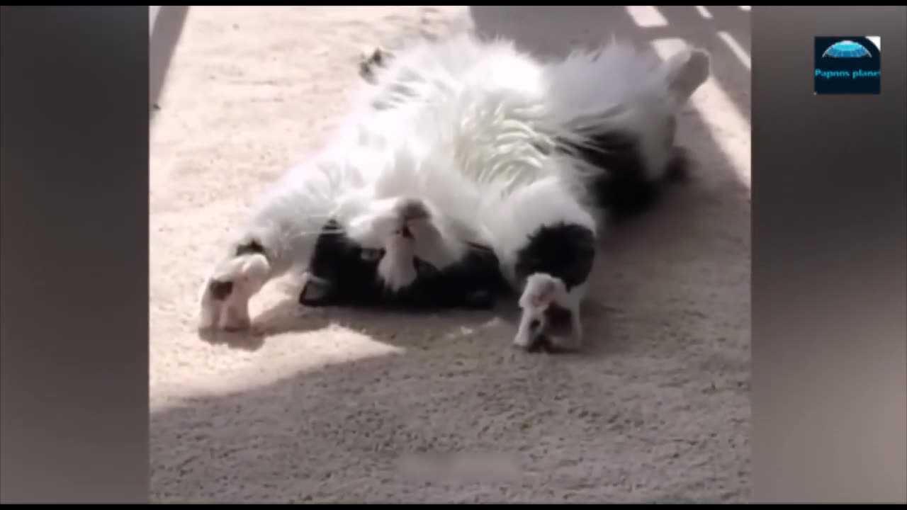 Funny Animal Videos 2023- Funniest Cats and Dogs