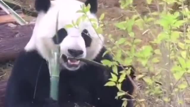 The panda