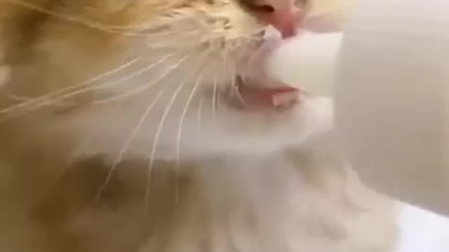 my beautiful cats1