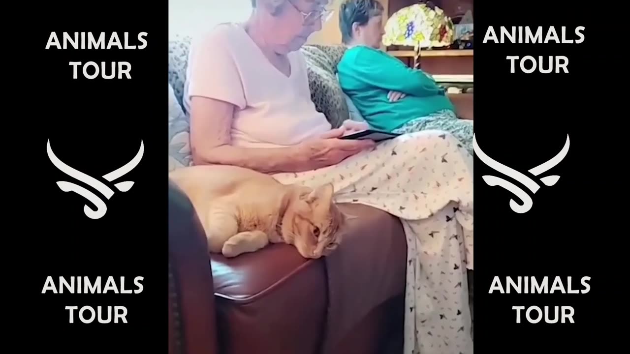 funny animals video
