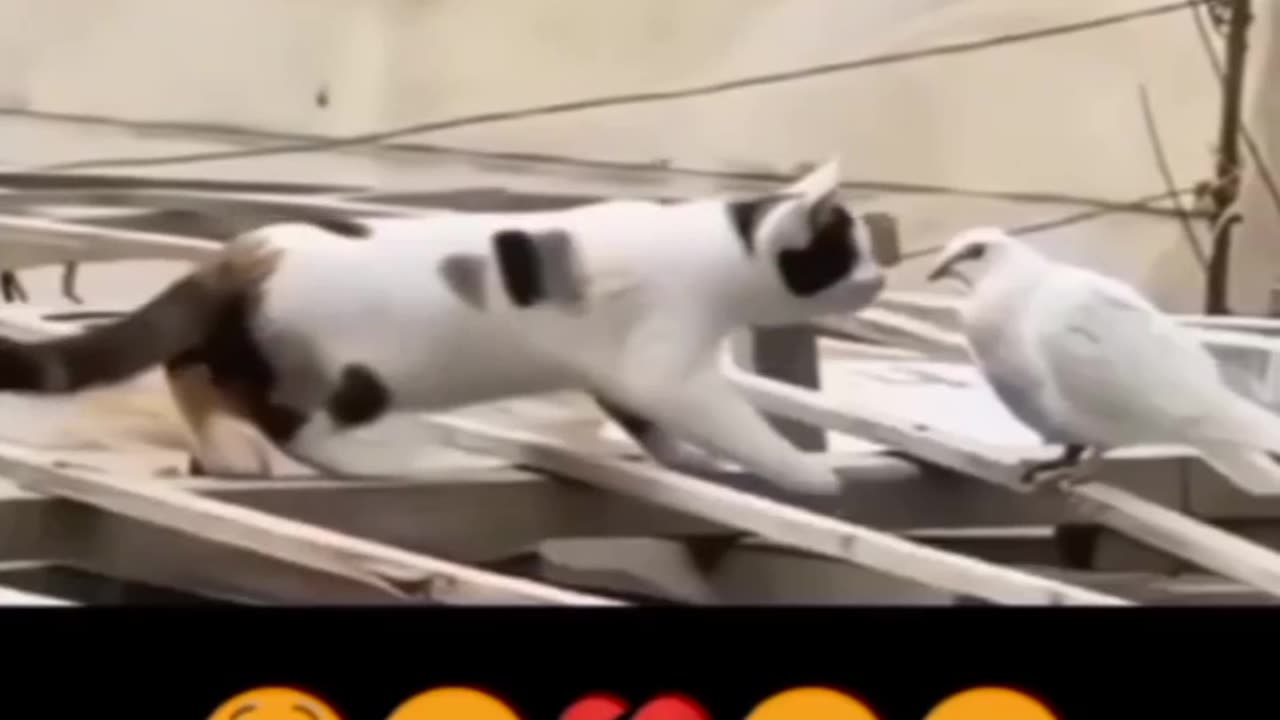Dile ummid tora hai kisi neπππͺ