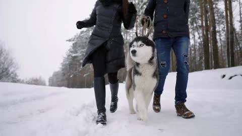 Waist up portrait of happy modern couple playing with cute Husky puppy outdoors in winter