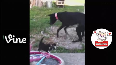 Funny animal