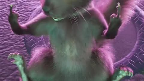 3D Video 😱