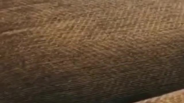 04.So funny cute ❤ dogs 🐶 and cats 🐱 part 30