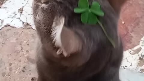 Cute 😺
