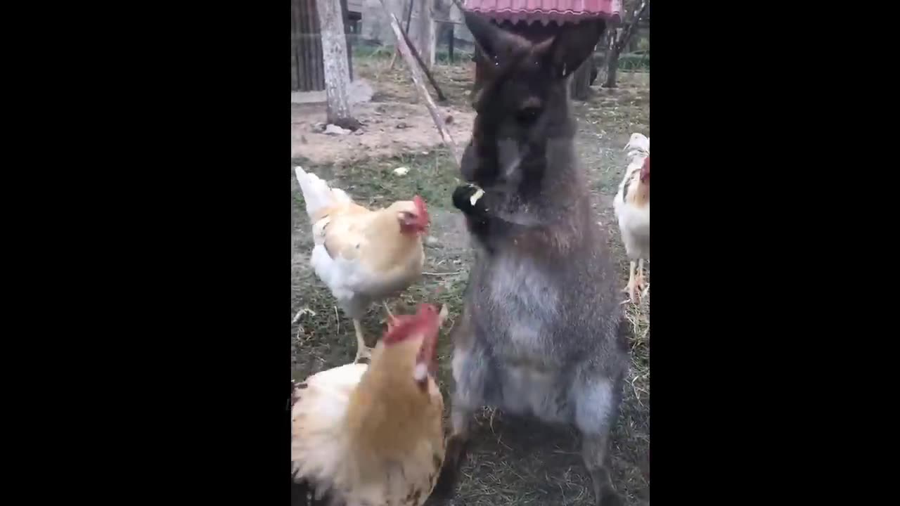 Funny Animal and Moment #3